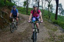 Tea Fields by Bicycle from Kandy