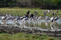 Wild Wonders & Hidden Temples from Hikkaduwa (2 Days)