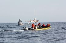 2 Hour Ocean Safari on Zodiac Boat