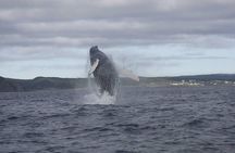 2 Hour Ocean Safari on Zodiac Boat