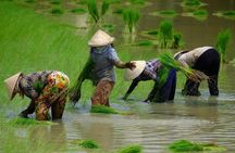 Three-Day Mekong Delta Private Tour - Including Tra Su Bird Sanctuary
