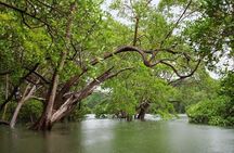 Tamarindo Kayak Estuary Mangrove Tour