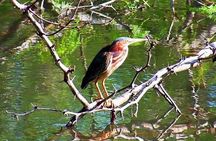 Tamarindo Kayak Estuary Mangrove Tour