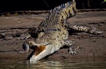 Tamarindo Estuary Boat Safari