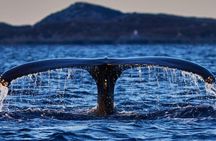 Better Whalesafari | Whale Watching - Cozy Luxury Yacht Arctic Queen