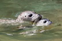 Snorkel, Kayak, and Seal Adventure: Vancouver Boat Tour