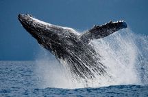 Humpback Whales in Cabo San Lucas