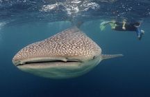 Whale-Shark Snorkeling Excursion to La Paz