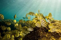 Private Snorkeling Tour in Cabo San Lucas