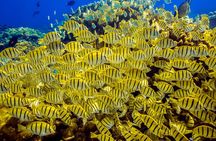 Scuba Diving