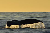 Sunset Whale Cruise in Cabo San Lucas