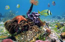 Full-Day Speedboat Tour, Wildlife, and Snorkeling in Bocas del Toro in Panama