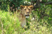 6-Day Safari in Tanzania's Northern Parks