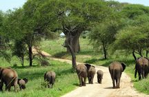 Tarangire National Park Guided Day Tour From Arusha