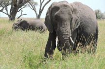 Serengeti 2-Day Safari from Mwanza