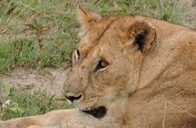 Serengeti 2-Day Safari from Mwanza