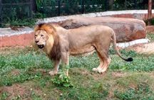 Wild life tour in Chennai with guide and private car