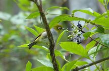 Birdwatching and Wildlife Noosa Biosphere Full-Day Experience