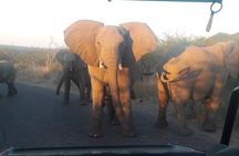 Pilanesberg Game Reserve Guided Day Tour from Johannesburg or Pretoria