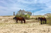 2-hour Outer Banks Wild Horse Tour by 4WD Truck