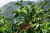 Blue Mountain Coffee and Sightseeing Tour