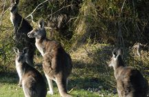 Walking with Wild Kangaroos Private Half-Day Trip from Sydney