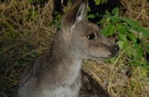 Walking with Wild Kangaroos Private Half-Day Trip from Sydney