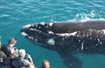 Augusta Whale Watching Eco Tour