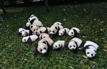 1-Day Dujiangyan Panda Base Volunteer Program Tour from Chengdu
