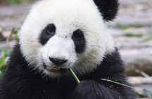 1-Day Chengdu Panda Base and Leshan Giant Buddha GROUP Tour