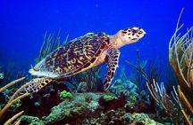 Fajardo 2-Tank Scuba Dive for Certified Divers Only