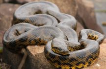 6-Day All Inclusive Guided Jungle Tour from Iquitos at Maniti Eco-Lodge