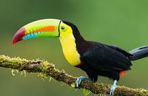 7-Day All Inclusive Guided Jungle Tour from Iquitos at Maniti Eco-Lodge