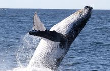 Whale Watching Tour with Spirit of Gold Coast 
