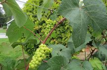The Fraser Valley Winery Tour
