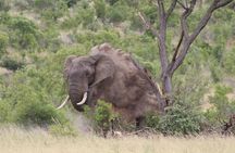 5Days Blyde River Canyon and Kruger National Park Overnight Tour and Safaris