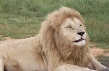 Cradle of Humankind and Lion and Safari Park Tour from Johannesburg or Pretoria