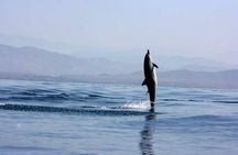 Beaches Dolphins And Viewpoints Discovering The Hidden Port By Sea And Land