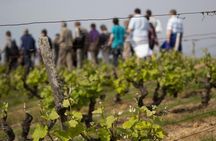 Tour of a Vineyard, Winery & Cellar with Wine Tasting in Vouvray, Loire Valley