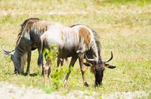 Cebu Safari and Adventure Park