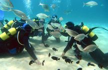 Scuba Diving Baptism in Costa Teguise, Lanzarote