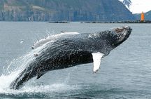 100% Whale Watching