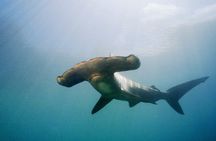 Full-Day Scuba Dive Charter: Hammerhead Experience from Warkworth