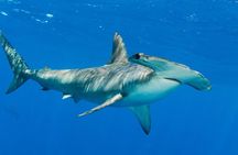 Full-Day Scuba Dive Charter: Hammerhead Experience from Warkworth