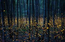 Bamboo Bicycle Tour in twilight: watch dancing Fireflies in Bangkok