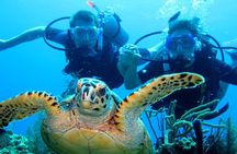 1 tank fun dive from West Side of island including ground transportation