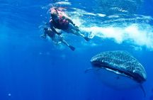 Whale Shark Swimming and Isla Mujeres Beach Tour