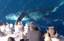 Newport Beach Whale and Dolphin Watching Cruise