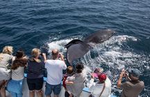 Newport Beach Whale and Dolphin Watching Cruise