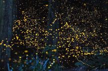 Batu Caves & Firefly Cruise from Kuala Lumpur with Seafood Dinner
